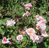 Madame Jules Thibaud rose photo