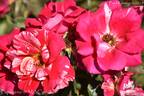 Papageno ® rose photo