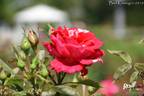 Papageno ® rose photo