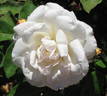 White Ma Perkins rose photo