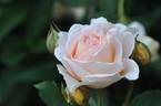 Chapeau de Mireille ® rose photo