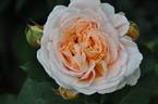 Chapeau de Mireille ® rose photo