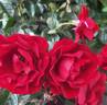 Showbiz rose photo