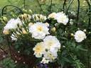 Lemon Rambler rose photo