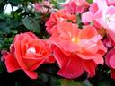 Allée Abricot ® rose photo