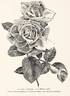Eugénie Verdier rose photo