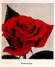 Poinsettia rose photo