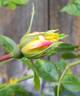 Northern Yellow rose photo