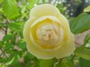 La Feuillerie rose photo