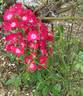 Claret Cup rose photo