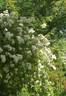 Gruss an Zabern rose photo