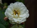 Gruss an Zabern rose photo