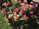 MEItitika rose photo