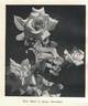 Rose Marie rose photo