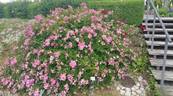Fil des Saisons rose photo