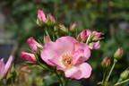 Pretty Petals rose photo