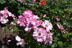 Pretty Petals rose photo
