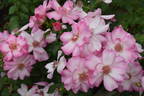 Pretty Petals rose photo