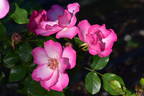 Pretty Petals rose photo