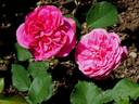 Sirona S. rose photo