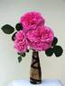Sirona S. rose photo