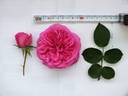 Sirona S. rose photo