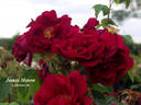 James Mason rose photo