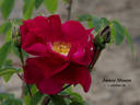 James Mason rose photo