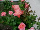 Sea Pearl rose photo