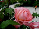 Sea Pearl rose photo