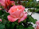Sea Pearl rose photo
