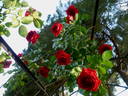 Fugue ® rose photo