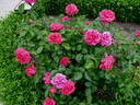 Avila™ rose photo
