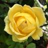 Catalina rose photo