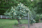 Lemon Meringue ™ rose photo