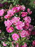 Perla Transylvanie rose photo