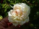 Joseph Liger rose photo