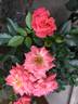 Happy Times rose photo