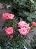Happy Times rose photo