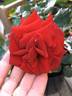 Potala™ rose photo