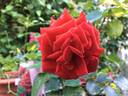 Potala™ rose photo