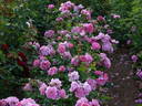 Morden Centennial rose photo