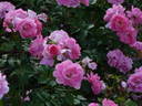 Morden Centennial rose photo