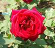 Hallmark rose photo