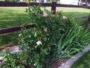 Hubris rose photo