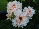 Hubris rose photo