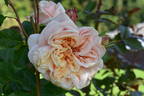 Hubris rose photo