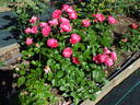 Brietta rose photo
