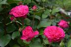 Brietta rose photo