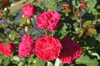 Brietta rose photo